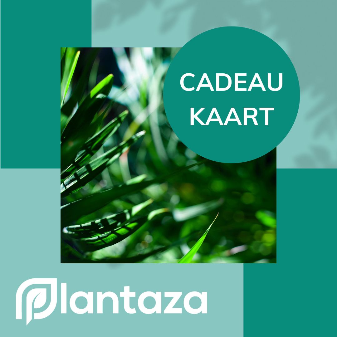 Plantaza Cadeaubon