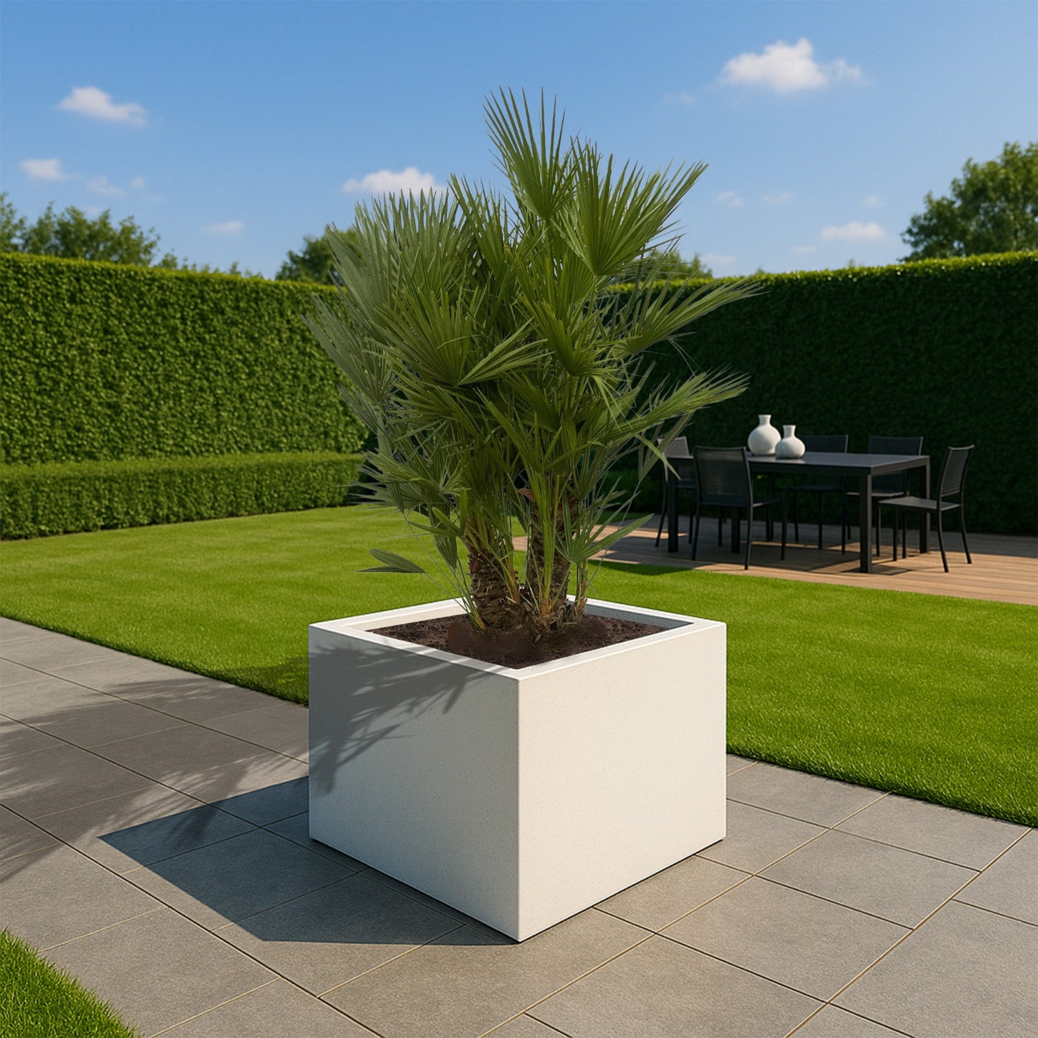 Chamaerops Humilis multi stam ↕ 180 cm hoog  ⟷ 45 cm pot