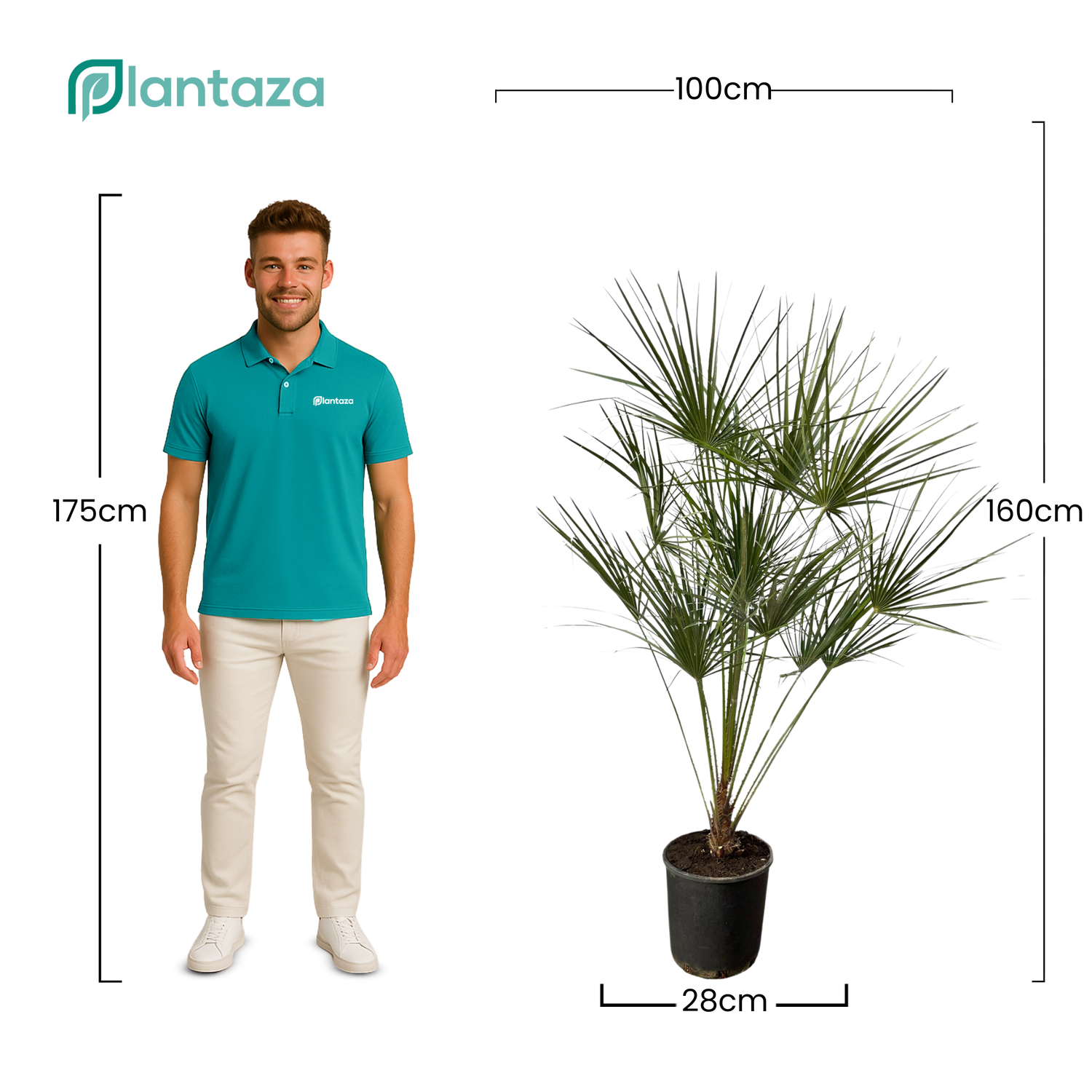 Chamaerops Humilis op stam ↕ 160 cm hoog  ⟷ 28 cm pot