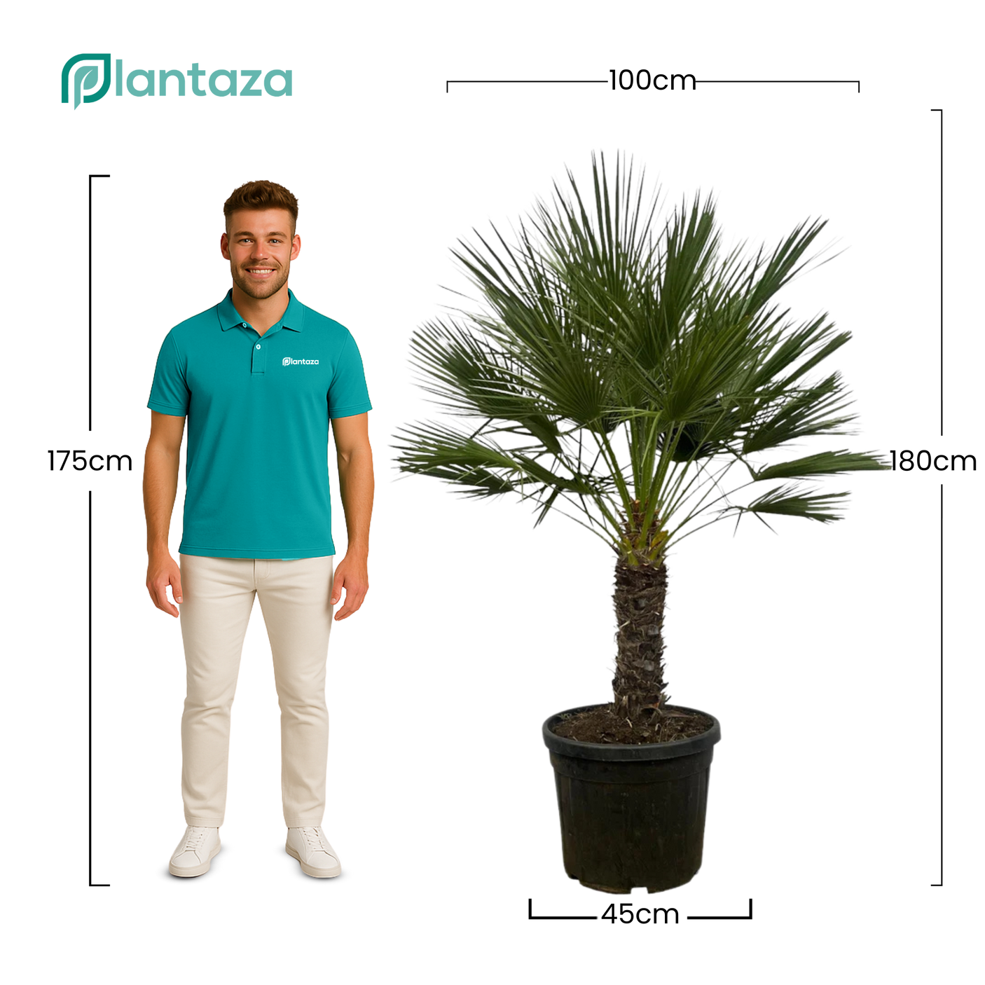 Chamaerops Humilis op stam ↕ 180 cm hoog  ⟷ 45 cm pot