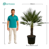 Chamaerops Humilis op stam ↕ 180 cm hoog  ⟷ 45 cm pot