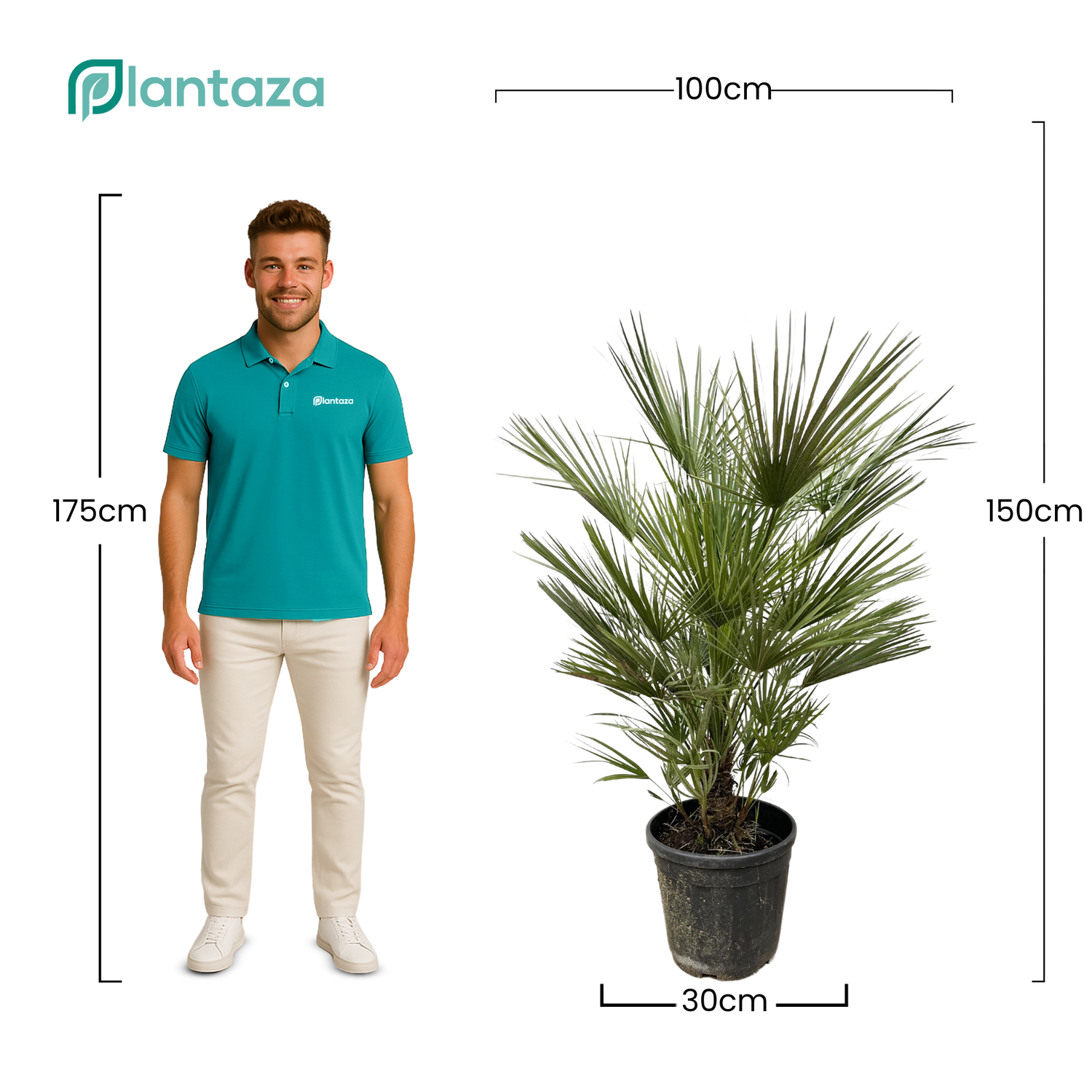 Chamaerops Humilis struik ↕ 150 cm hoog  ⟷ 30 cm