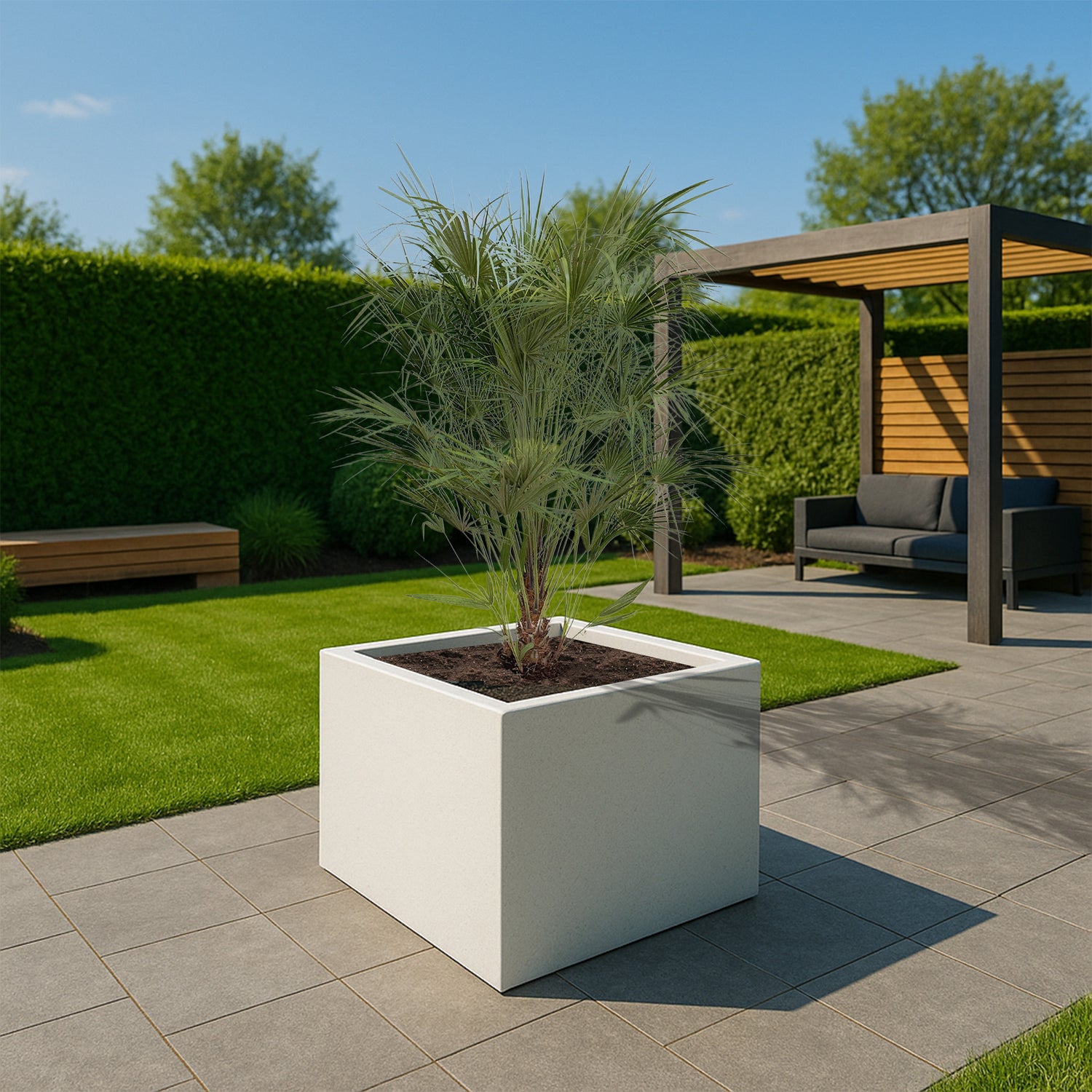 Chamaerops Humilis struik  ↕ 170 cm hoog  ⟷ 30 cm pot