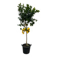 Hoge Citrus Lemon citroenboom van 250 cm in ruime 50 cm pot bij Plantaza shop