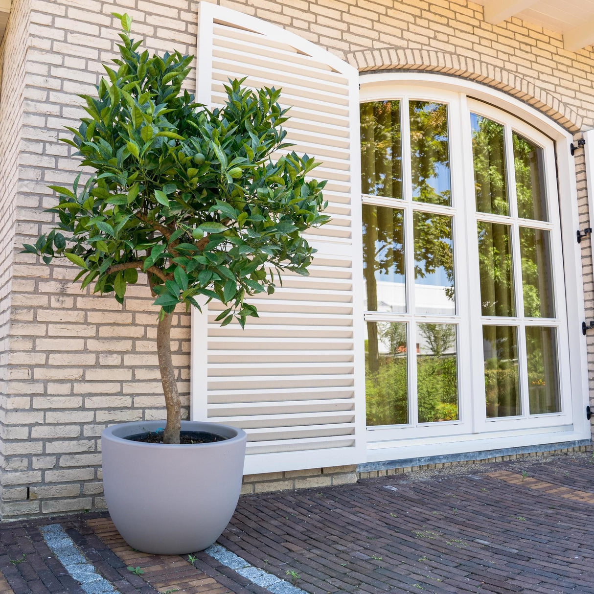 Citrus Sinensis met potmaat ø40 cm, perfect voor binnen en buiten, te koop bij Plantaza.
