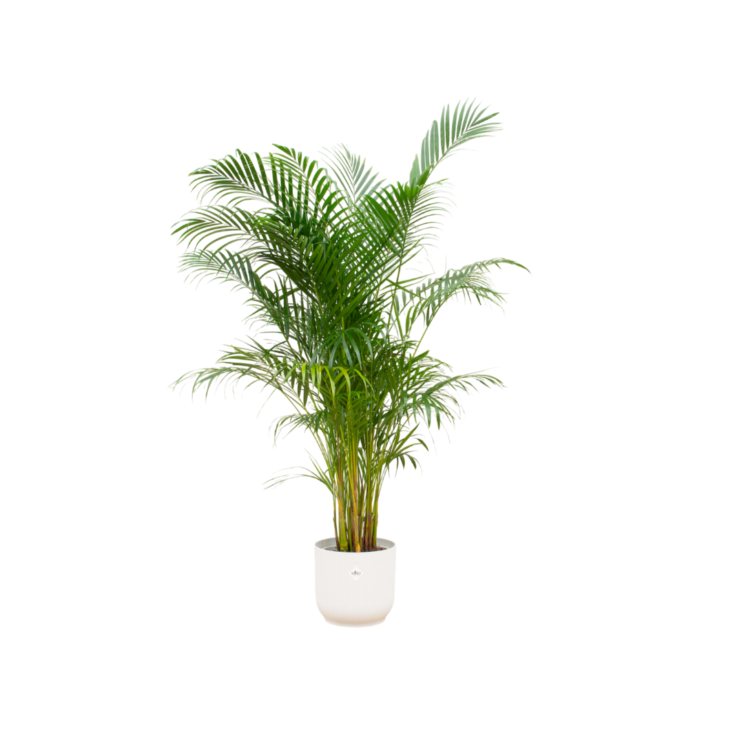 Areca palm XL goudpalm in witte Elho pot