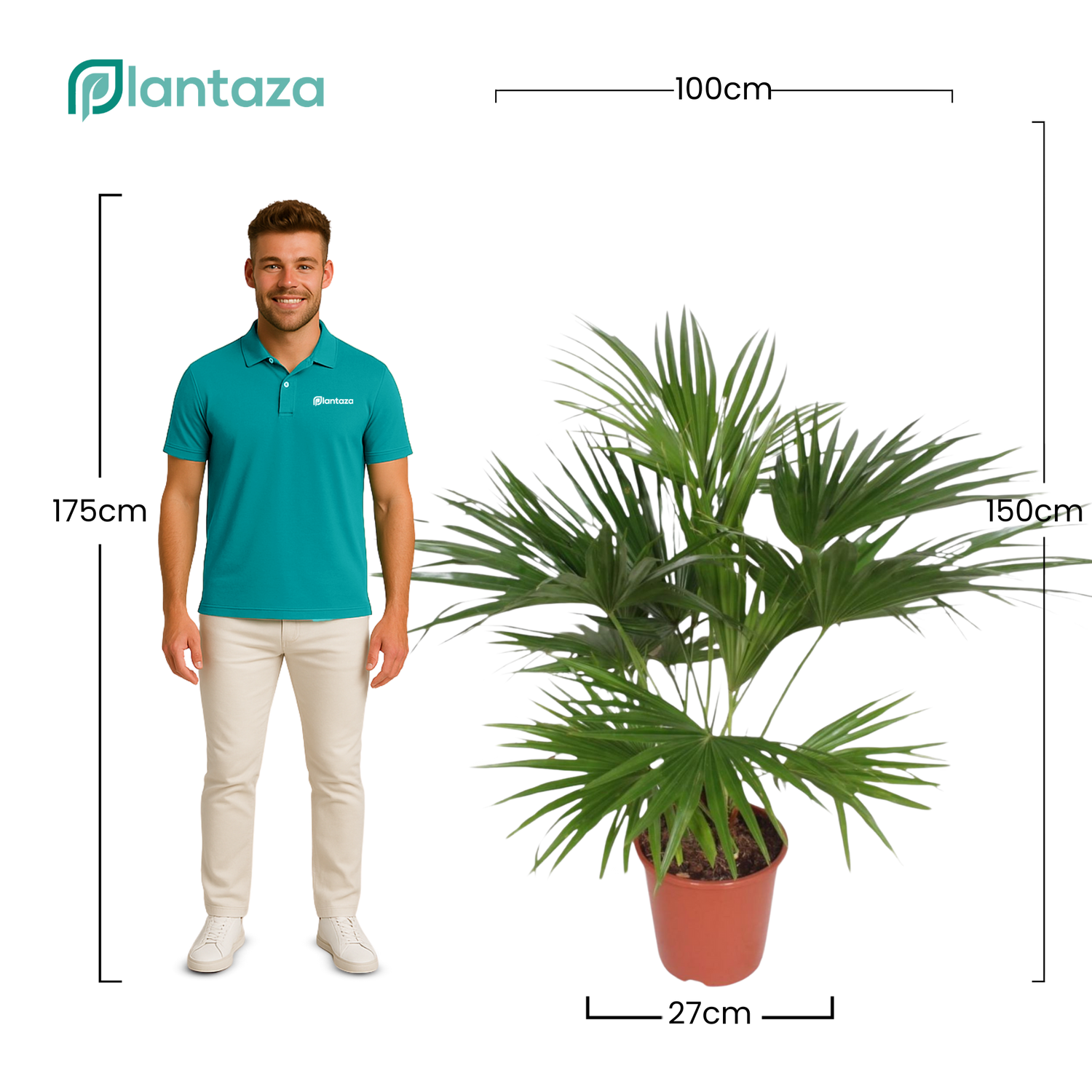 Livistona Chinensis  ↕ 150 cm hoog  ⟷ 27 cm pot