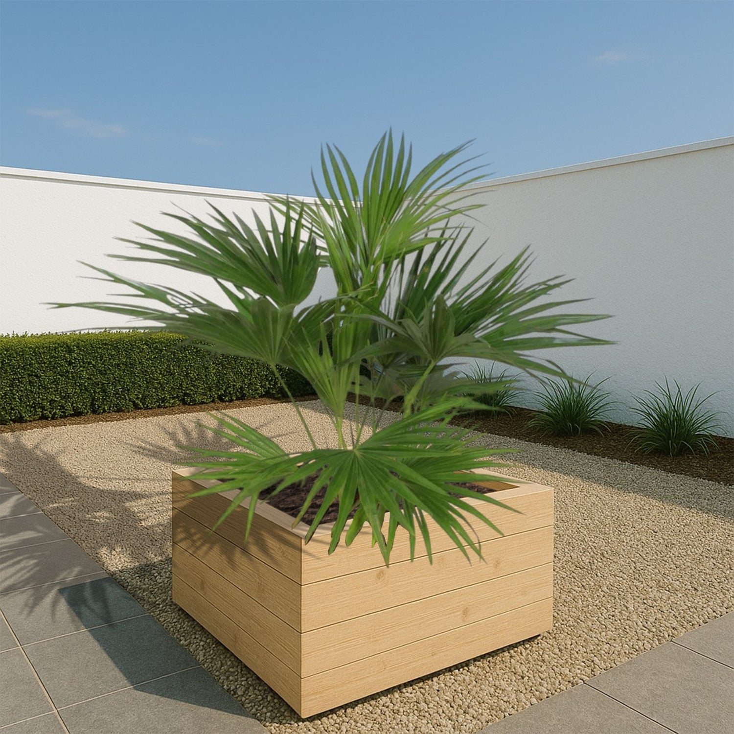 Livistona Chinensis  ↕ 150 cm hoog  ⟷ 27 cm pot