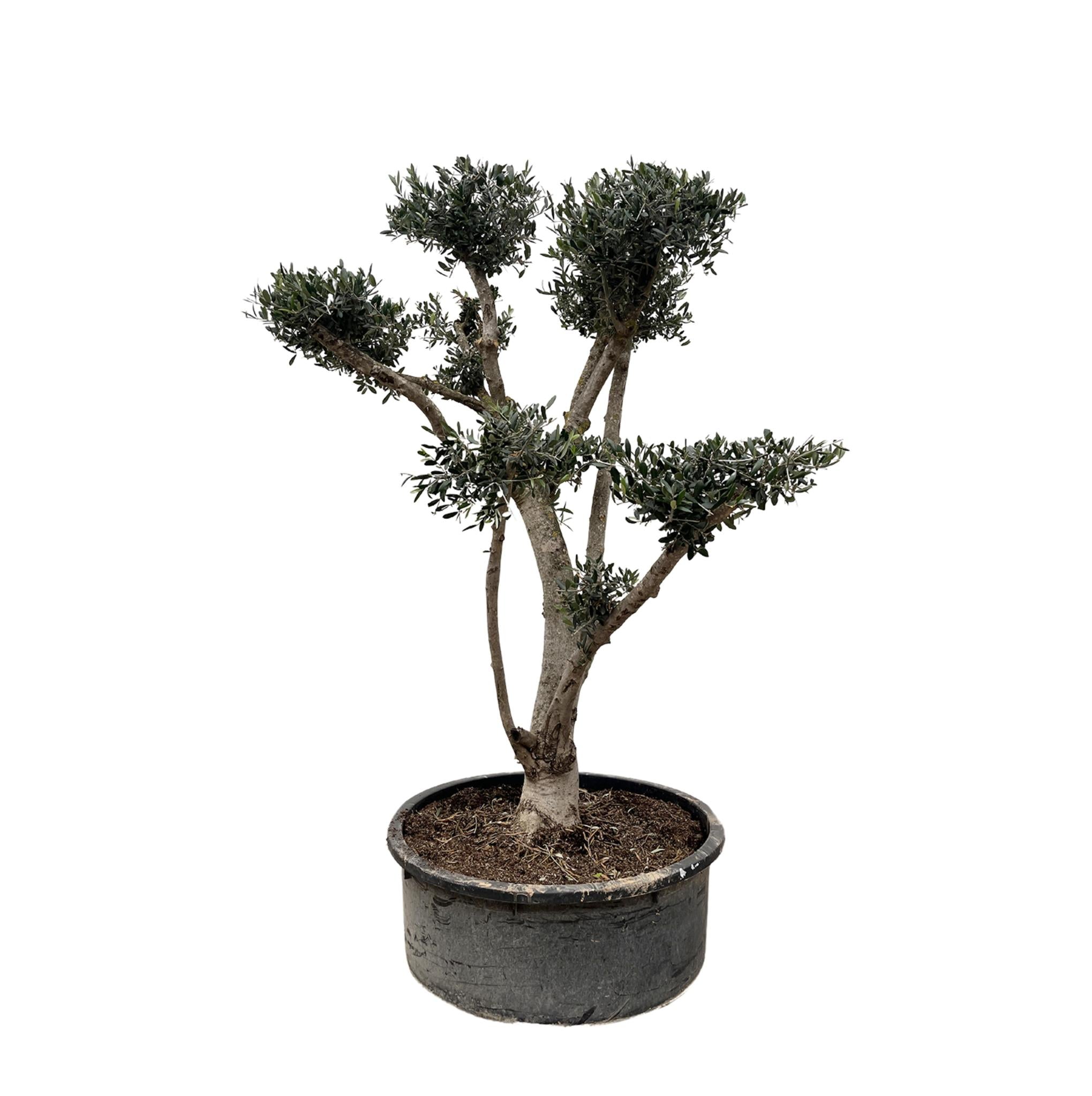 Verse olijven groeien aan de Olea Europaea Pompon olijfboom in een zonnige tuin.