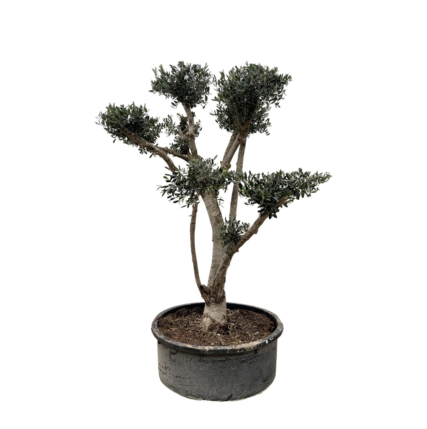 Verse olijven groeien aan de Olea Europaea Pompon olijfboom in een zonnige tuin.