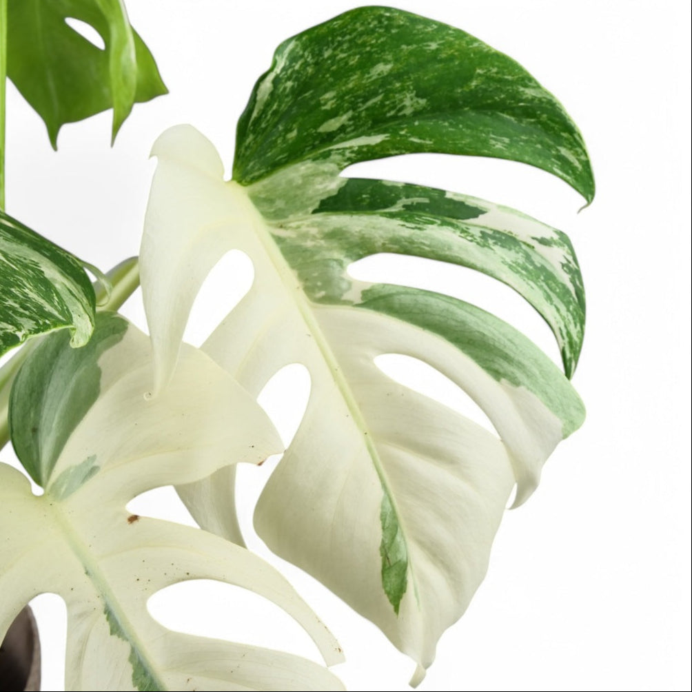 Monstera Deliciosa Variegata Super White ↕ 50 cm hoog  ⟷ 15 cm pot