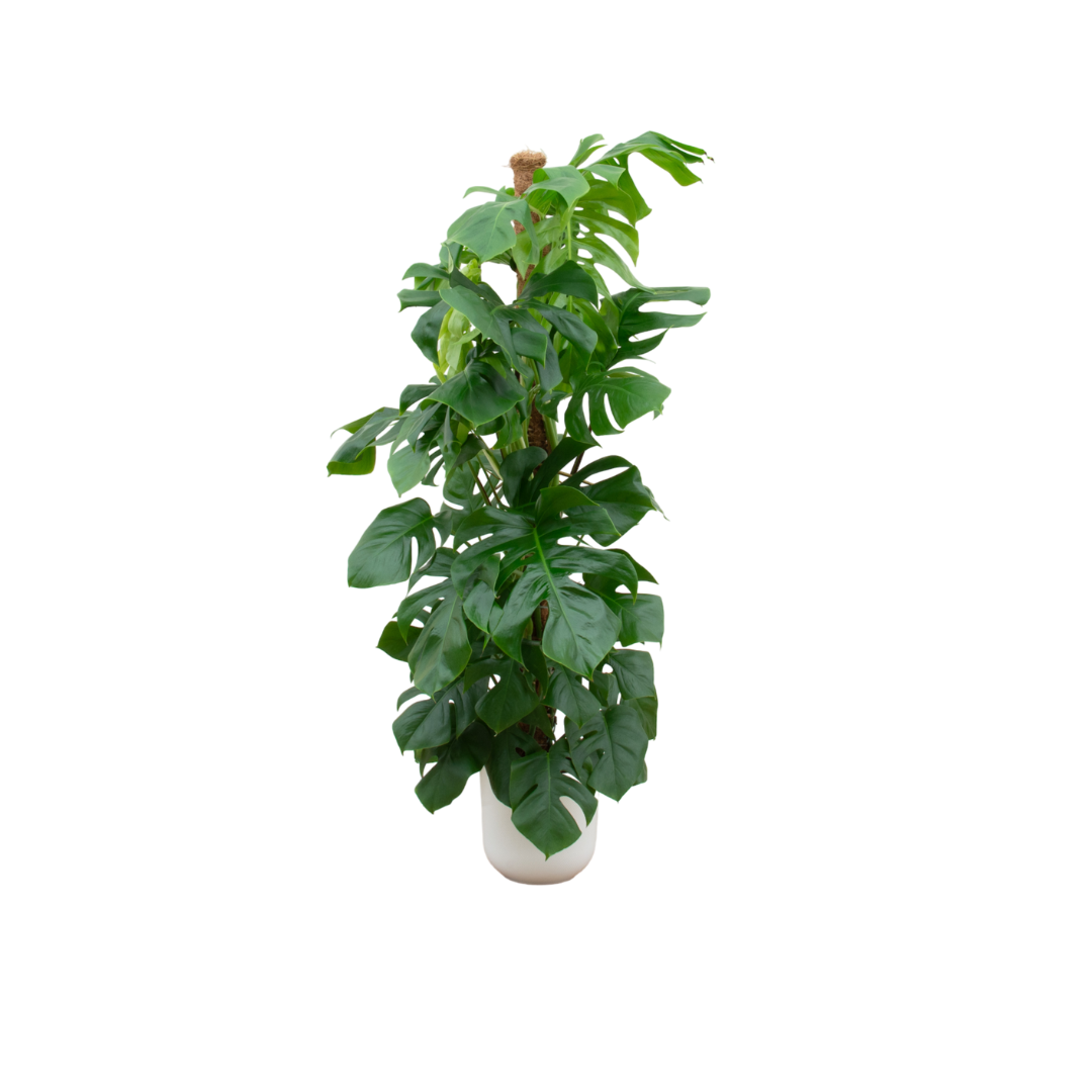 Monstera Pertusum XL gatenplant  in witte Elho pot