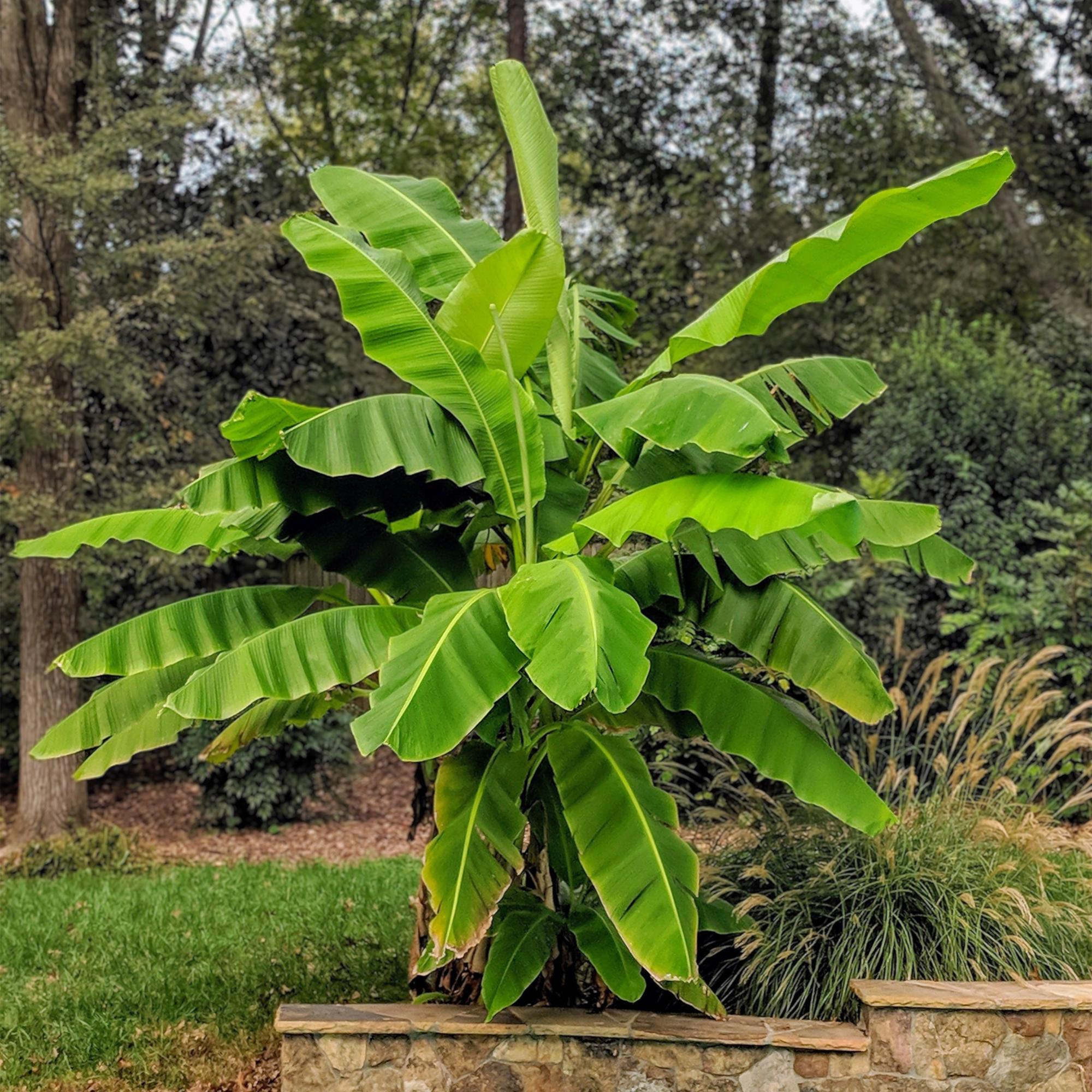 Musa Basjoo  ↕ 70 cm hoog  ⟷ 21 cm pot