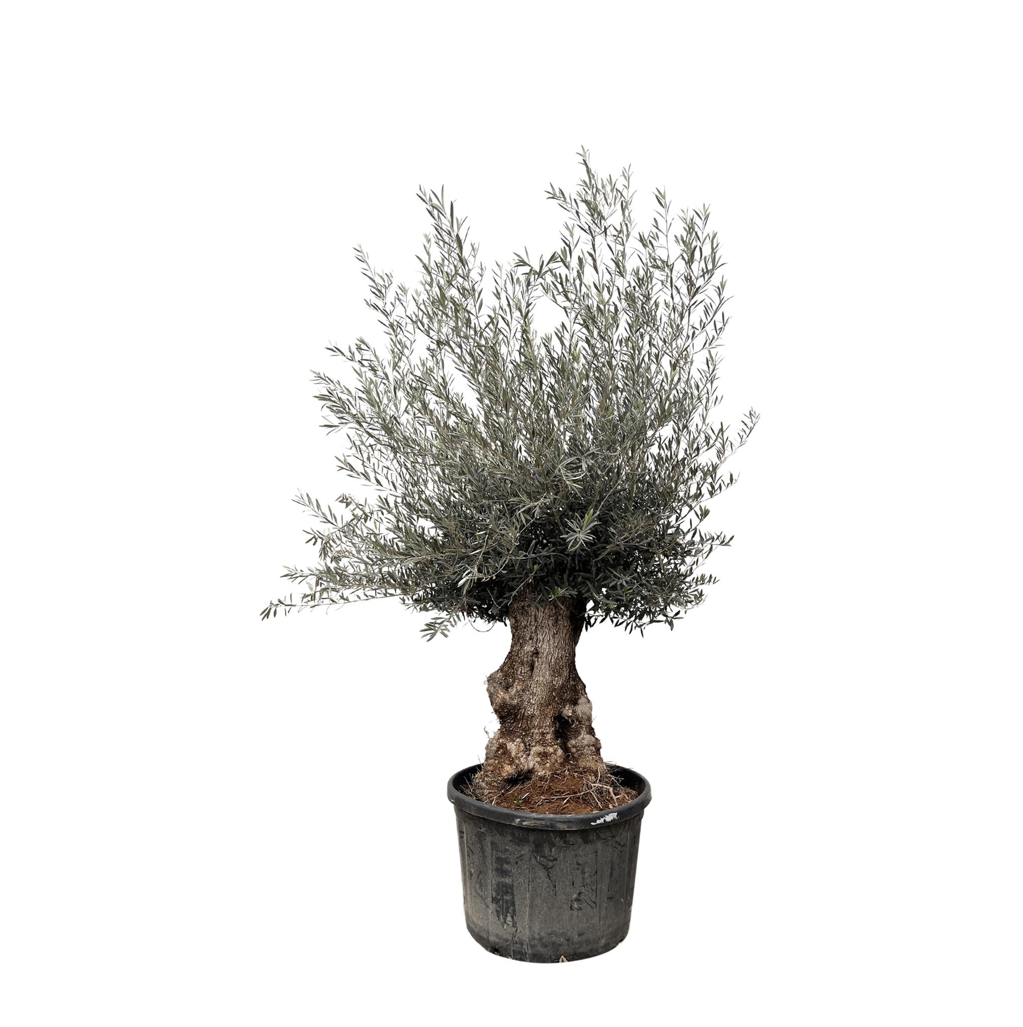 Olea Europaea Bonsai ↕ 215 cm hoog  ⟷ 80 cm pot