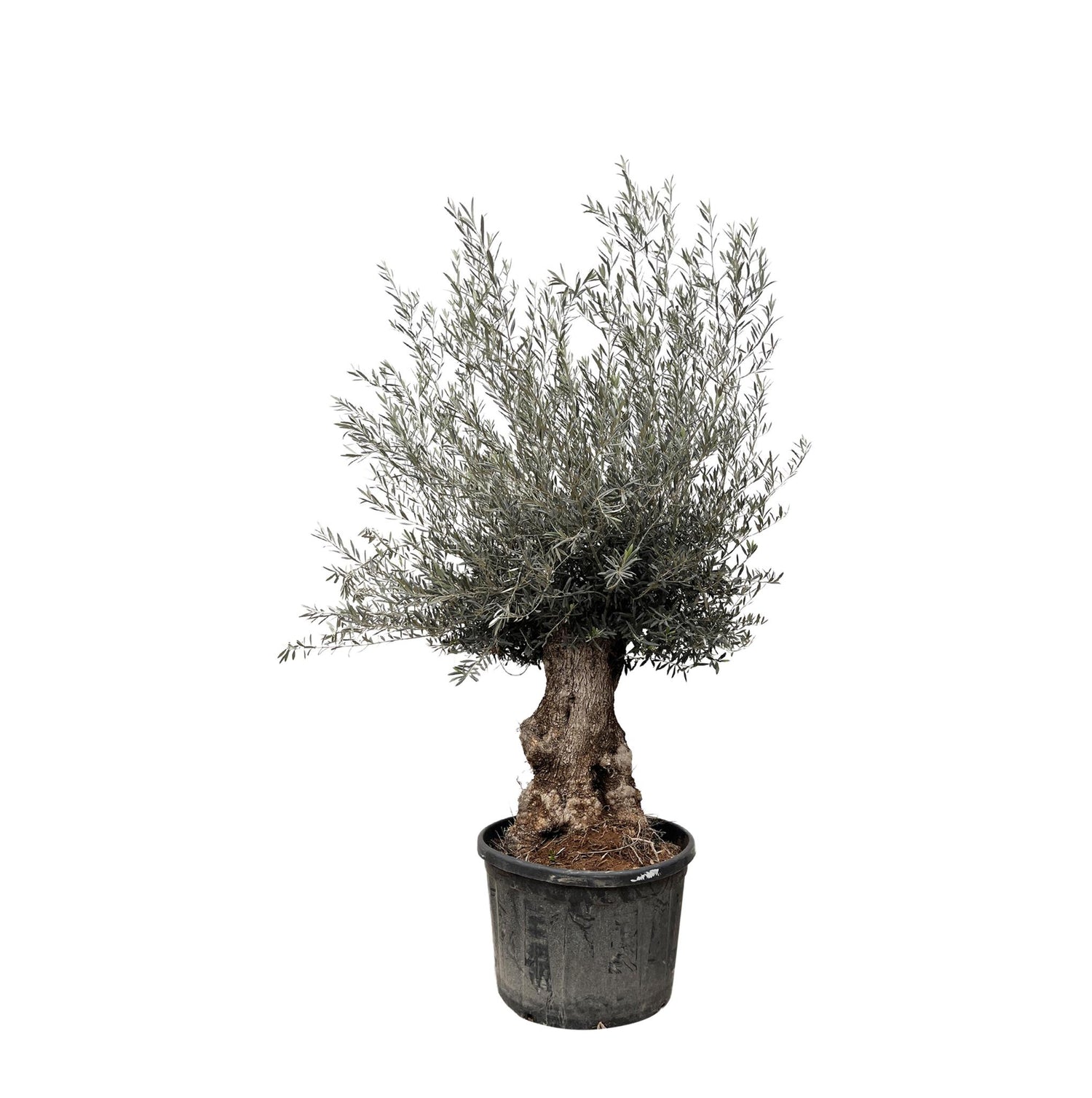 Olijfboom Olea Europaea Bonsai met hoogte van 215 cm, perfect voor tuin en terras.