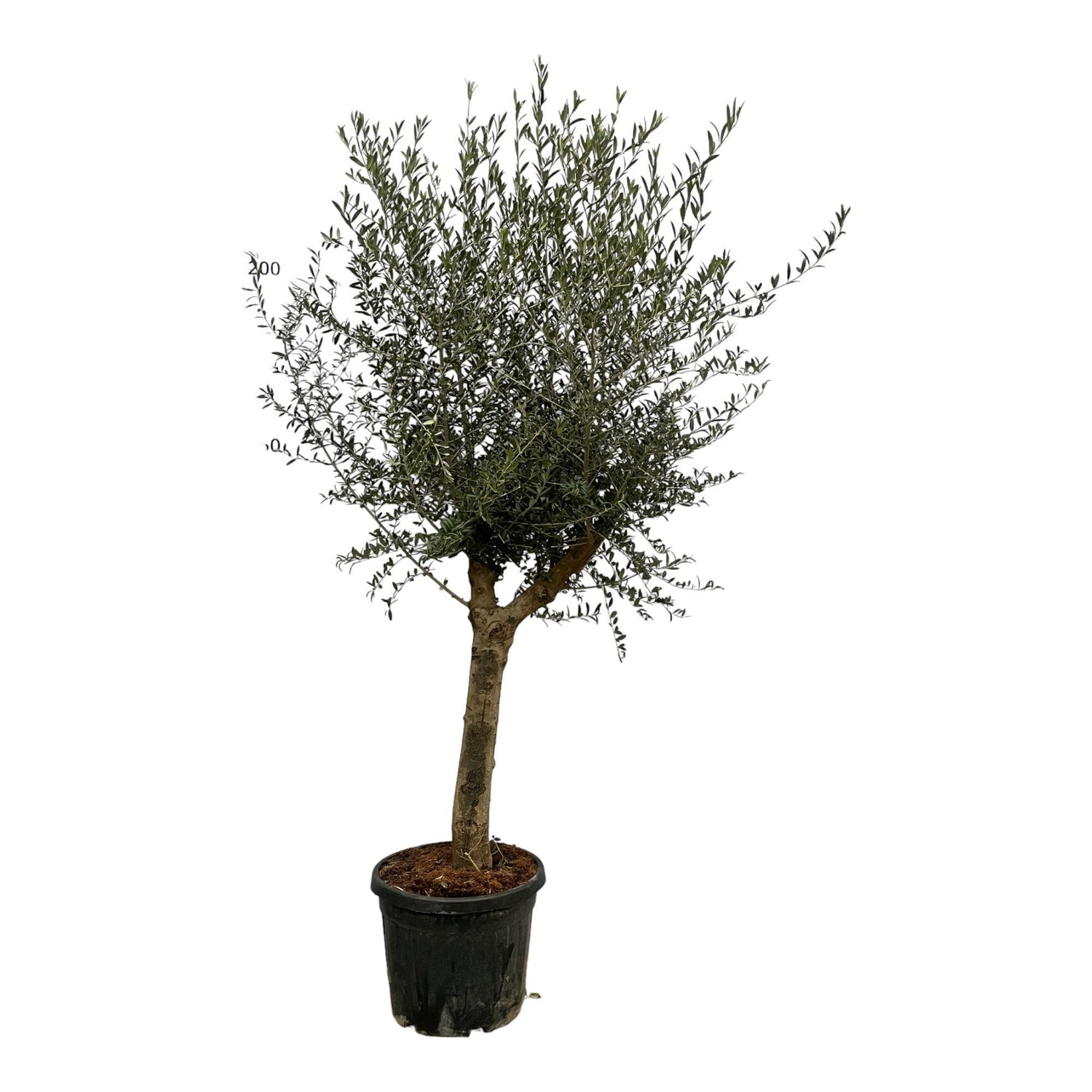 Zijaanzicht van de 220 cm hoge Olea Lorc olijfboom beschikbaar bij Plantaza shop