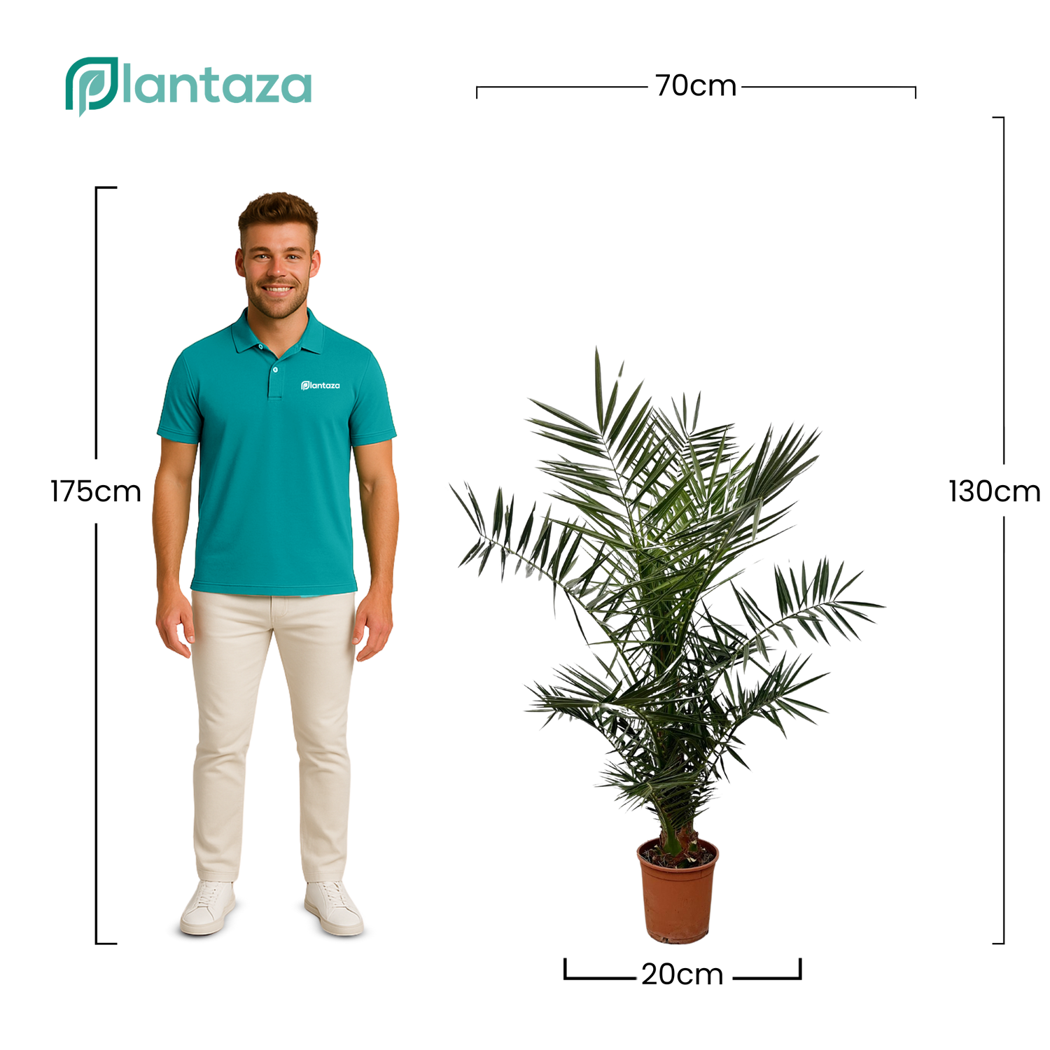 Phoenix Canariensis ↕ 130 cm hoog  ⟷ 20 cm pot