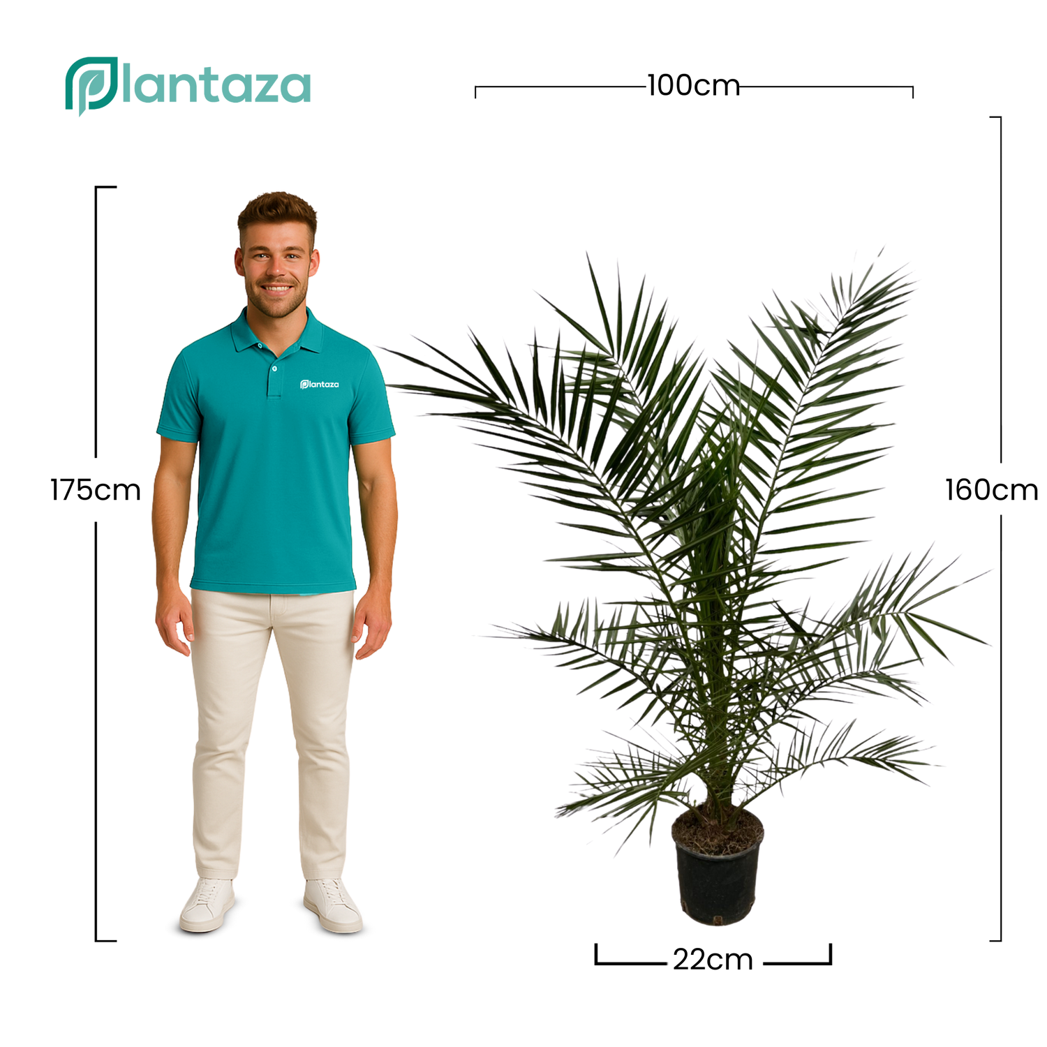 Phoenix Canariensis ↕ 160 cm hoog  ⟷ 22 cm pot