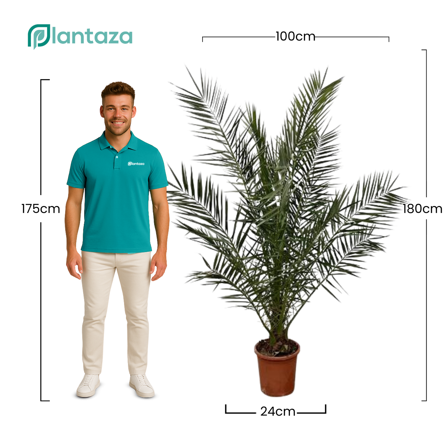 Phoenix Canariensis  ↕ 180 cm hoog  ⟷ 24 cm pot