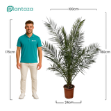 Phoenix Canariensis  ↕ 180 cm hoog  ⟷ 24 cm pot