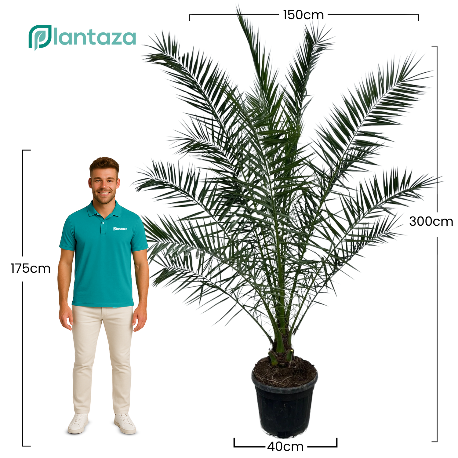 Phoenix Canariensis ↕ 300 cm hoog  ⟷ 40 cm pot