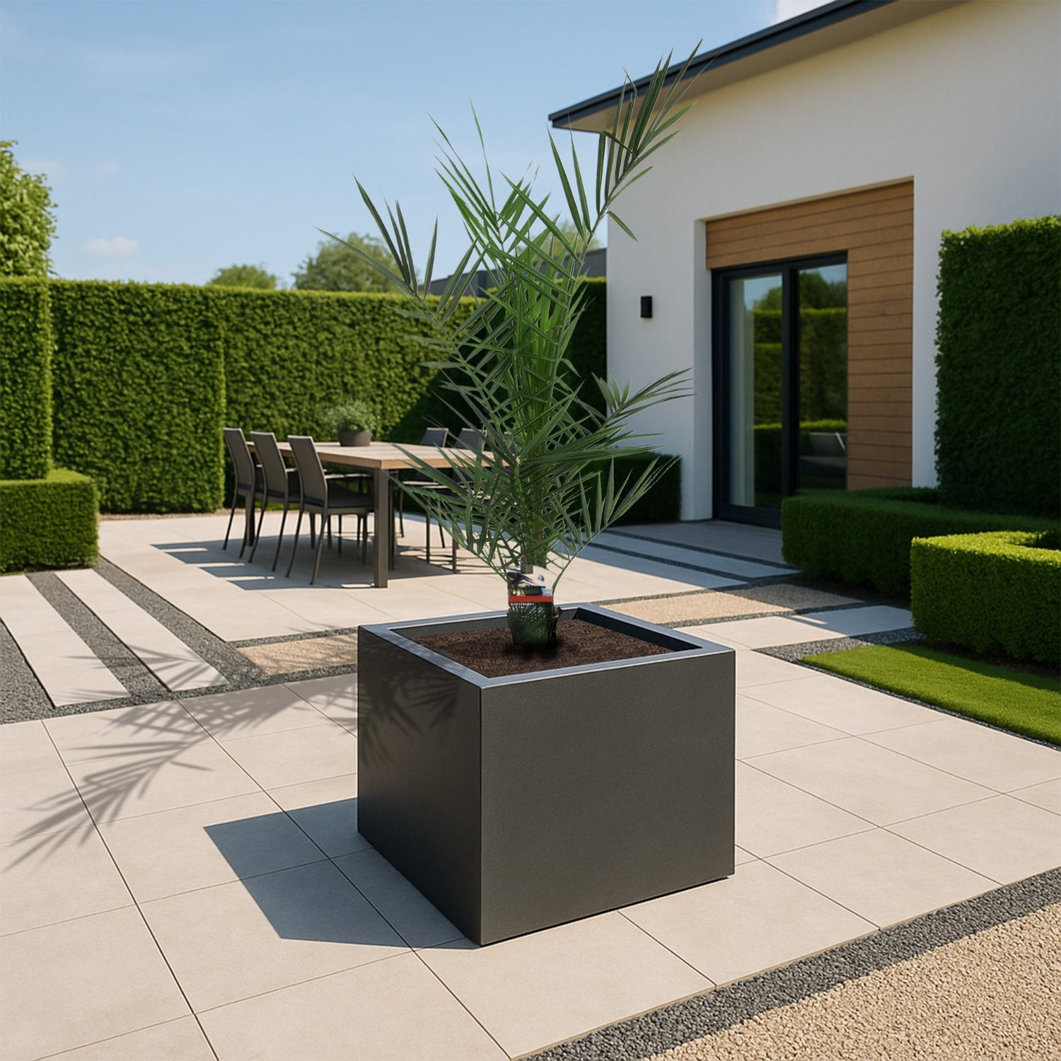 Phoenix Canariensis ↕ 80 cm hoog  ⟷ 15 cm pot