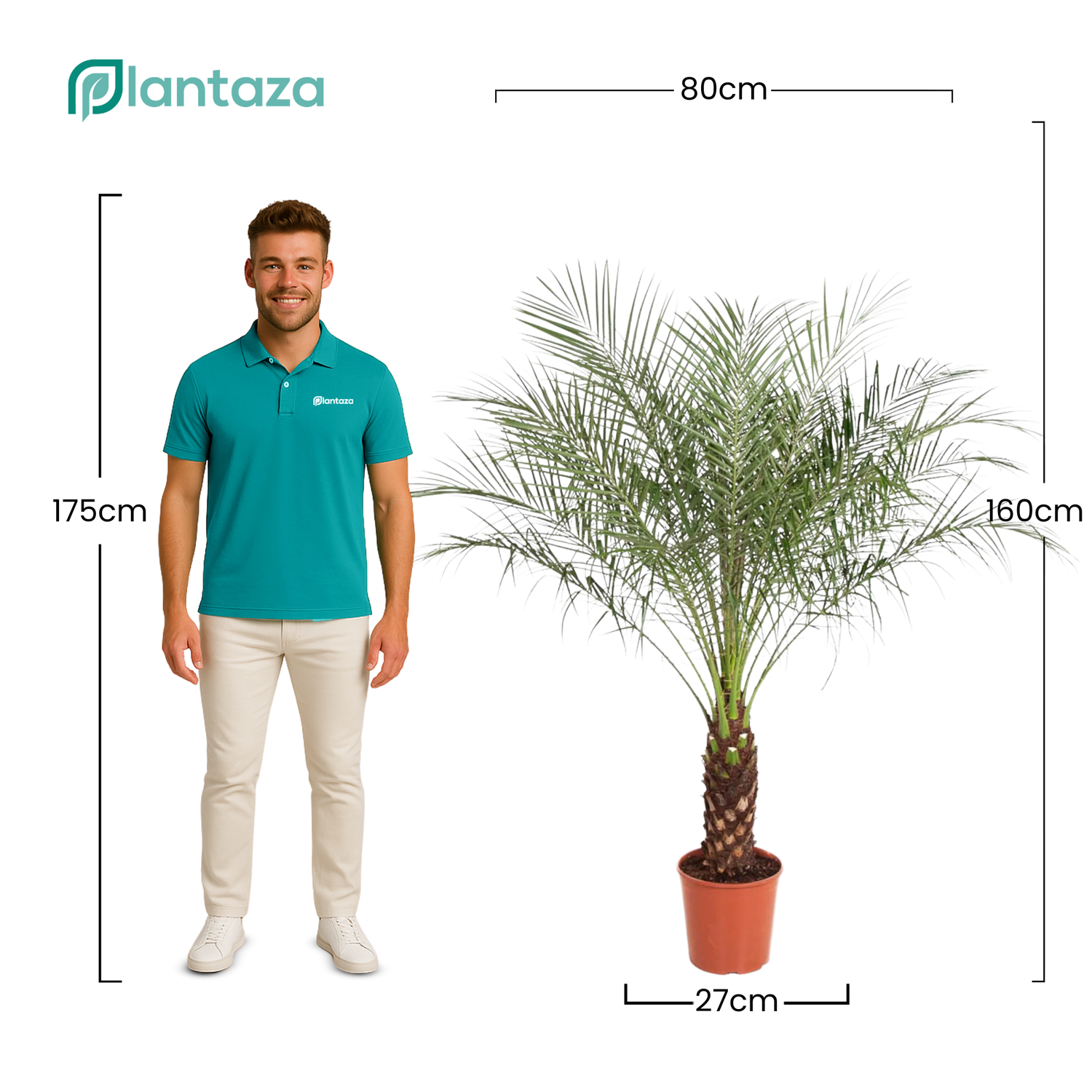 Phoenix Roebelenii ↕ 160 cm hoog  ⟷ 27 cm pot