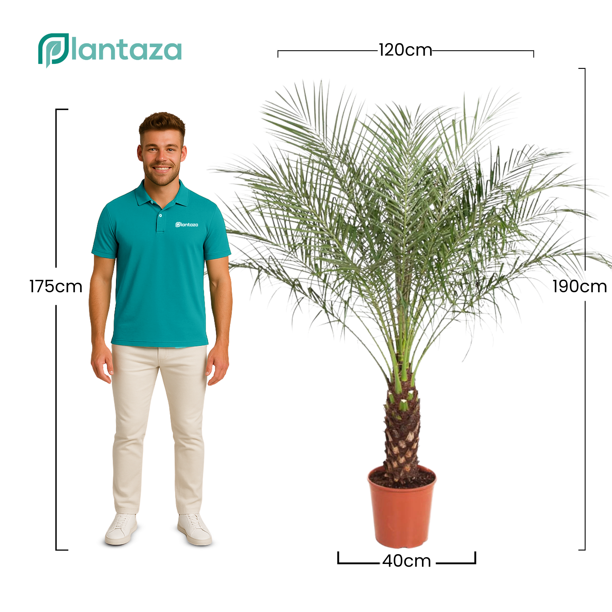 Phoenix Roebelenii ↕ 190 cm hoog  ⟷ 40 cm pot