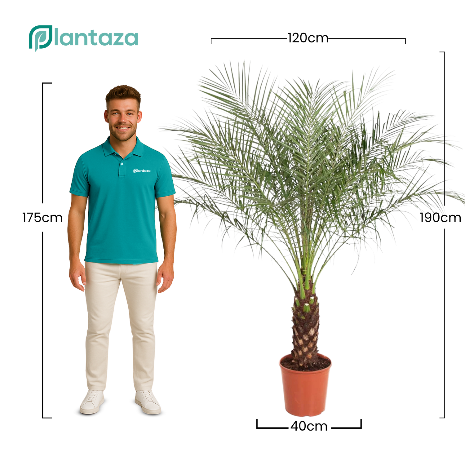 Phoenix Roebelenii ↕ 190 cm hoog  ⟷ 40 cm pot