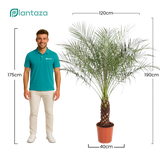 Phoenix Roebelenii ↕ 190 cm hoog  ⟷ 40 cm pot
