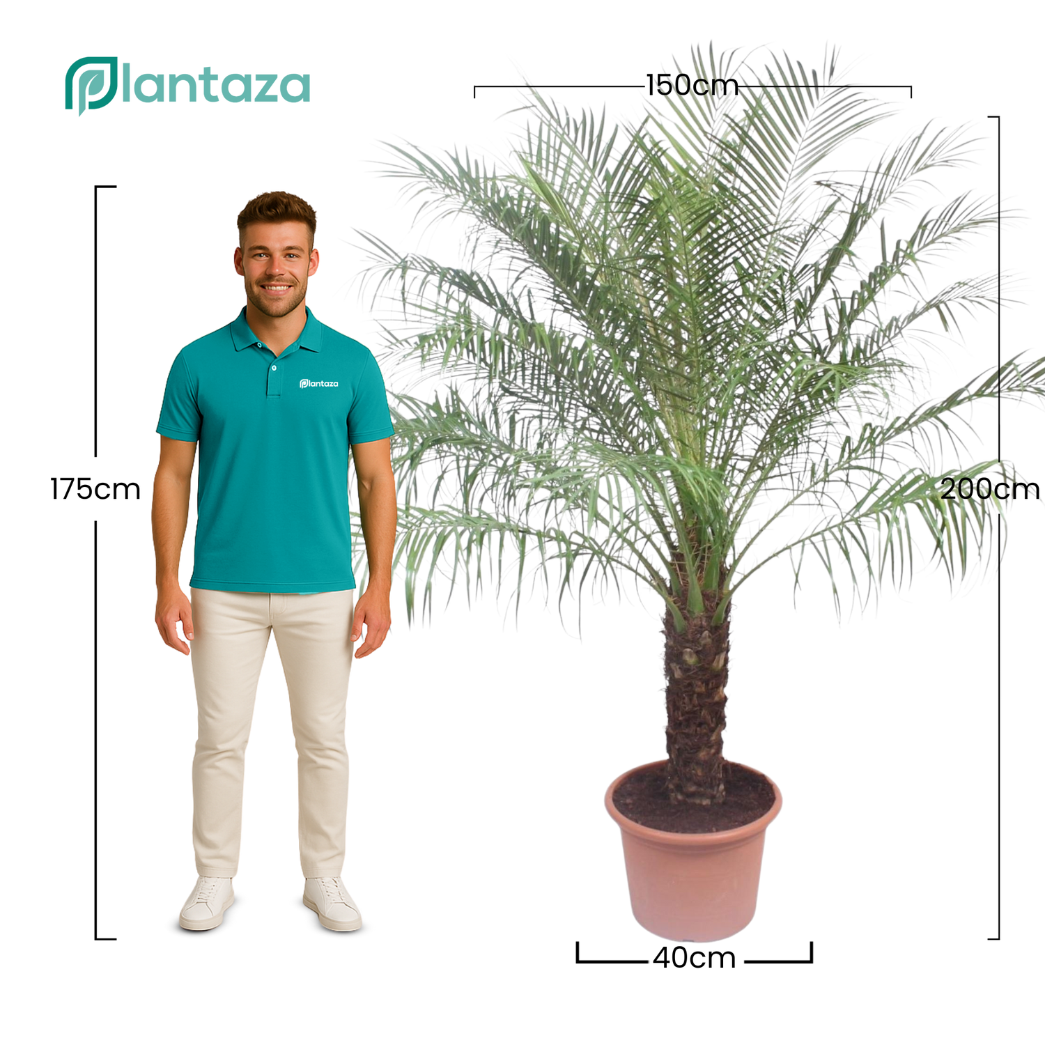 Phoenix Roebelenii ↕ 200 cm hoog  ⟷ 40 cm pot