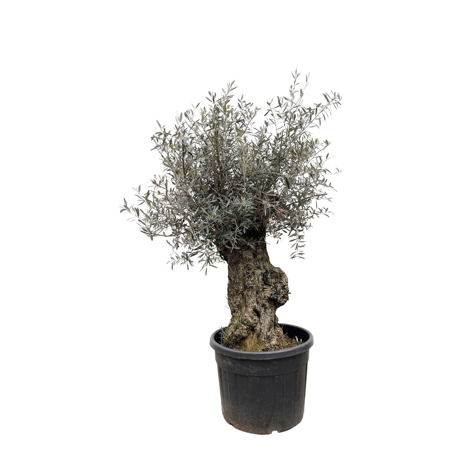 Olea Europaea Bonsai van 240 cm hoog met zilvergrijze bladeren en sierlijke stam.