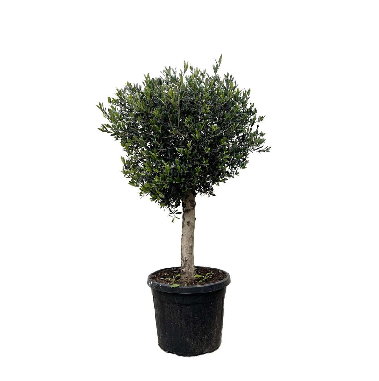 Olea Europaea Lorc van 170 cm hoog met grijsgroene bladeren en sierlijke stam.