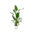 Grote paradijsvogelplant van 160 cm in designpot