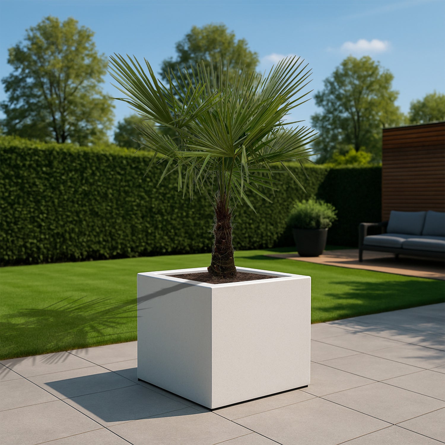 Trachycarpus Fortunei ↕ 235 cm hoog  ⟷ 45 cm pot