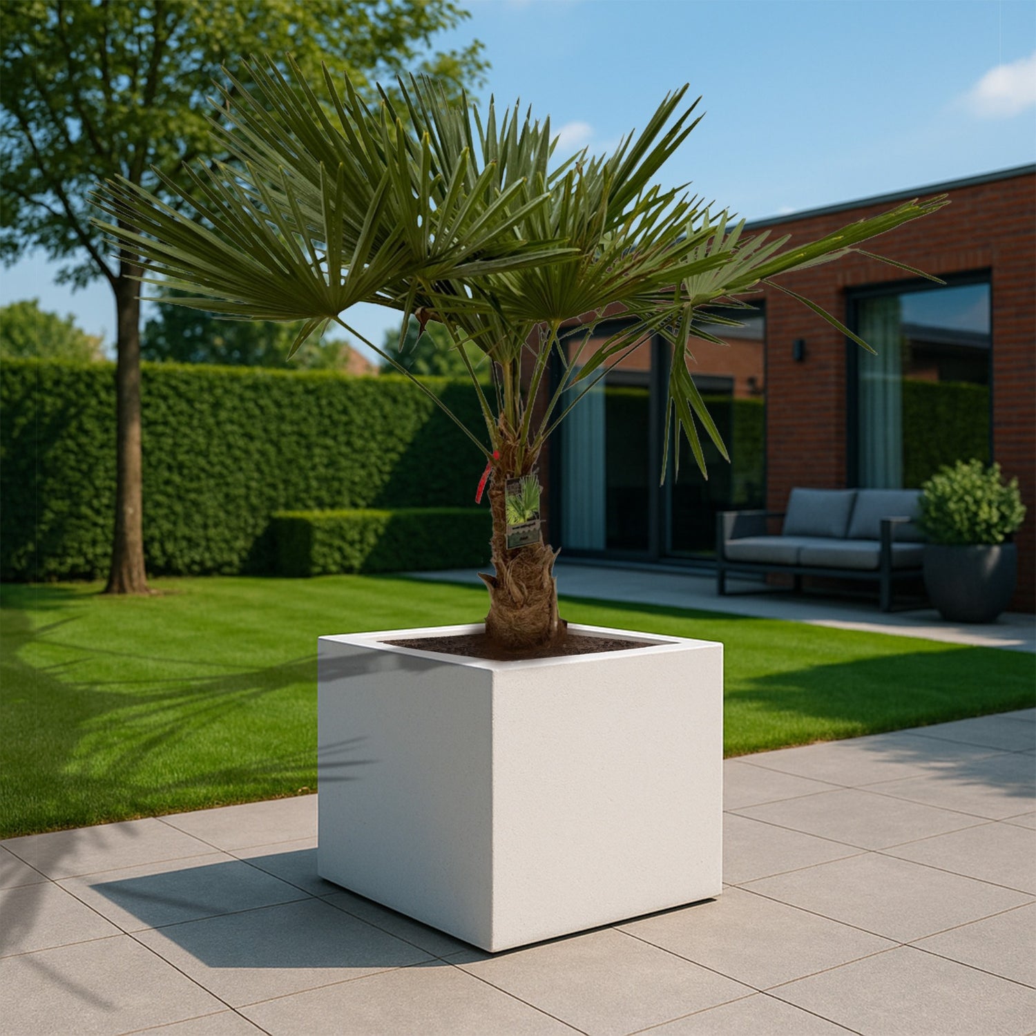 Trachycarpus Fortunei ↕ 200 cm hoog  ⟷ 30 cm pot