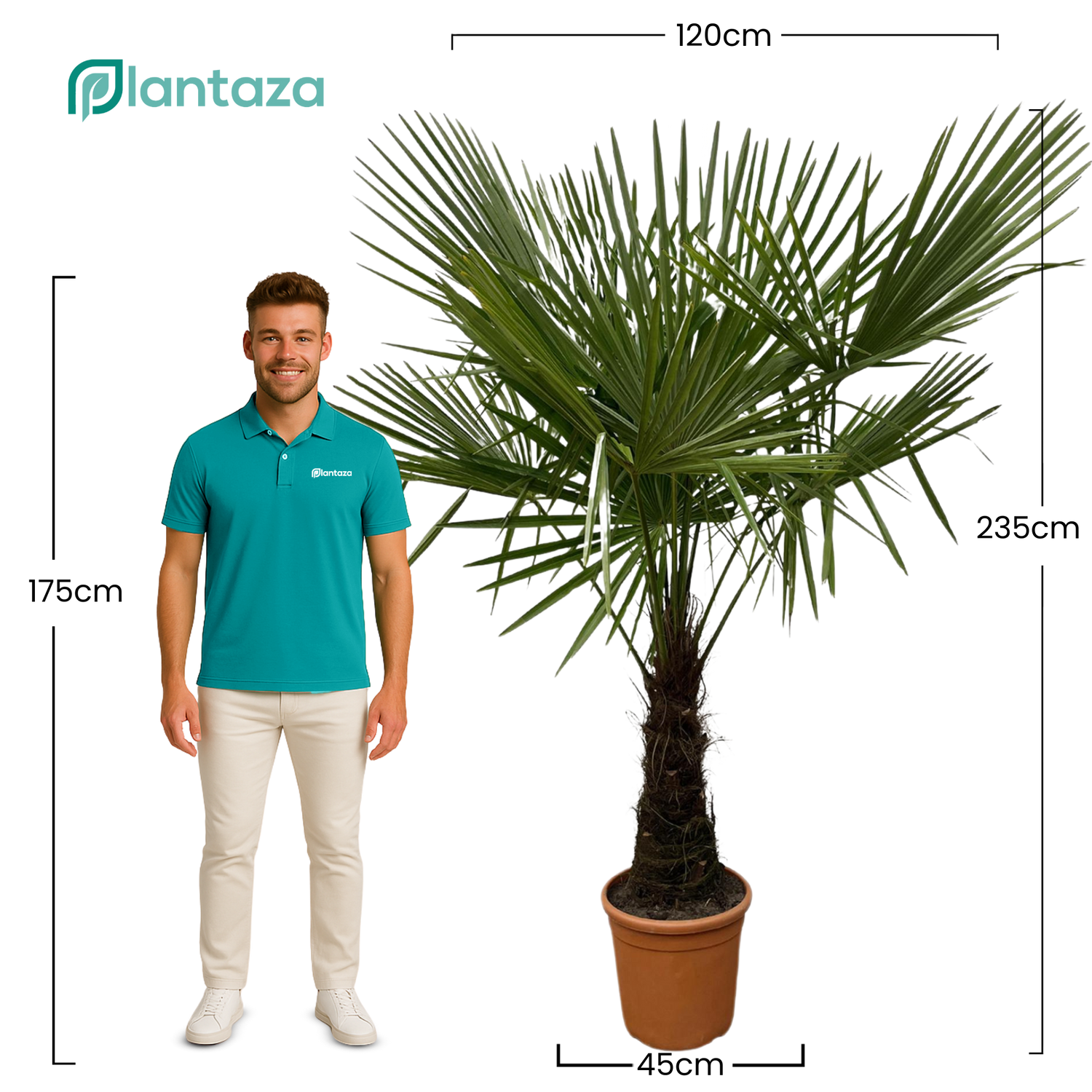 Trachycarpus Fortunei ↕ 235 cm hoog  ⟷ 45 cm pot