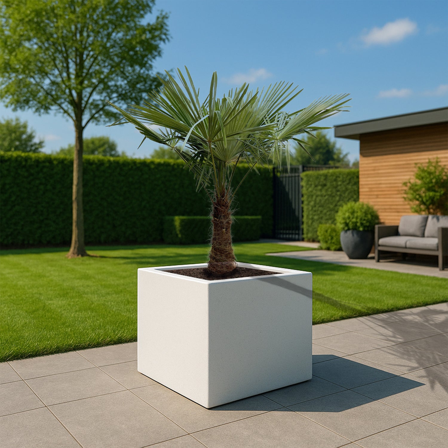 Trachycarpus Fortunei ↕ 180 cm hoog  ⟷ 30 cm pot