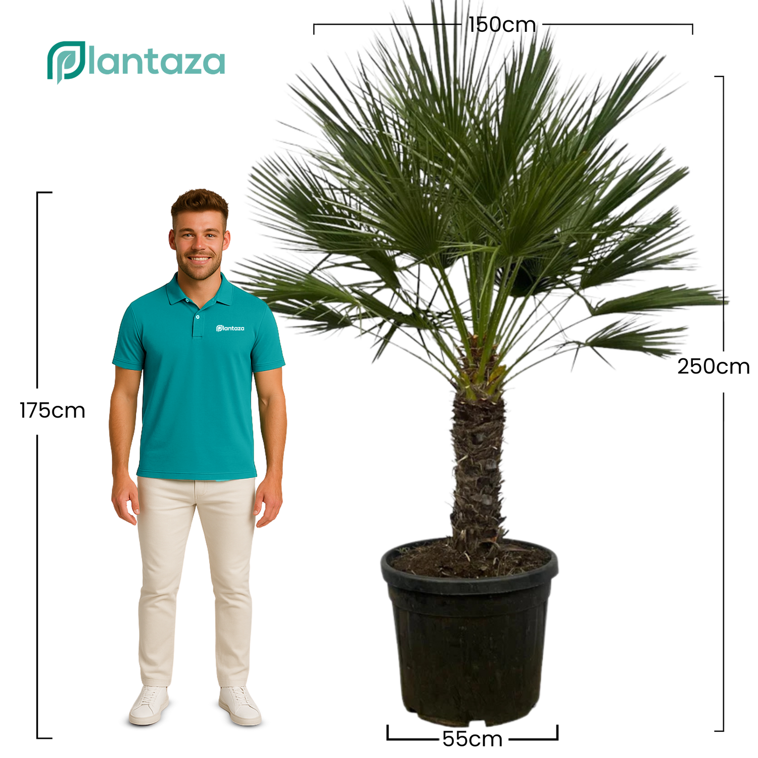 Trachycarpus Fortunei ↕ 250 cm hoog  ⟷ 55 cm pot