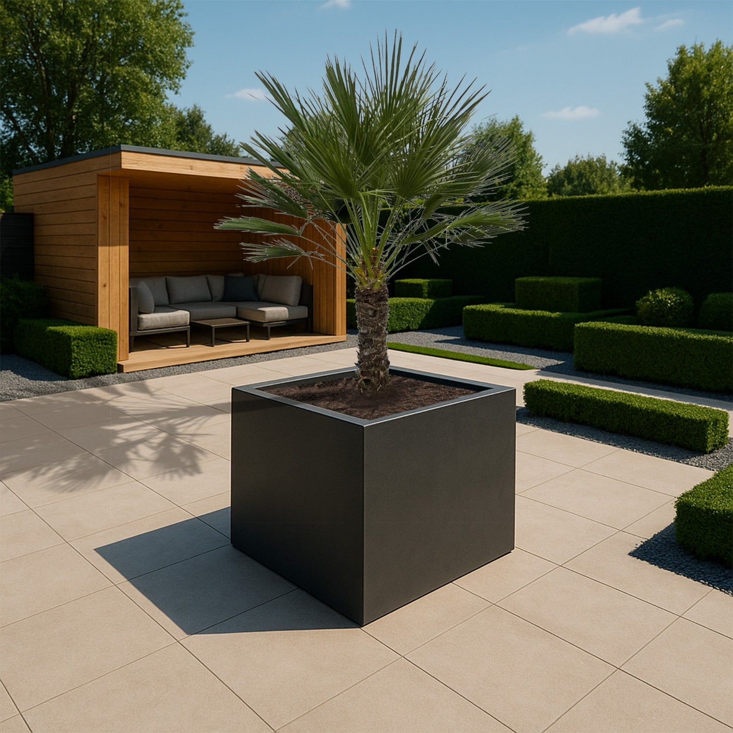 Trachycarpus Fortunei ↕ 250 cm hoog  ⟷ 55 cm pot