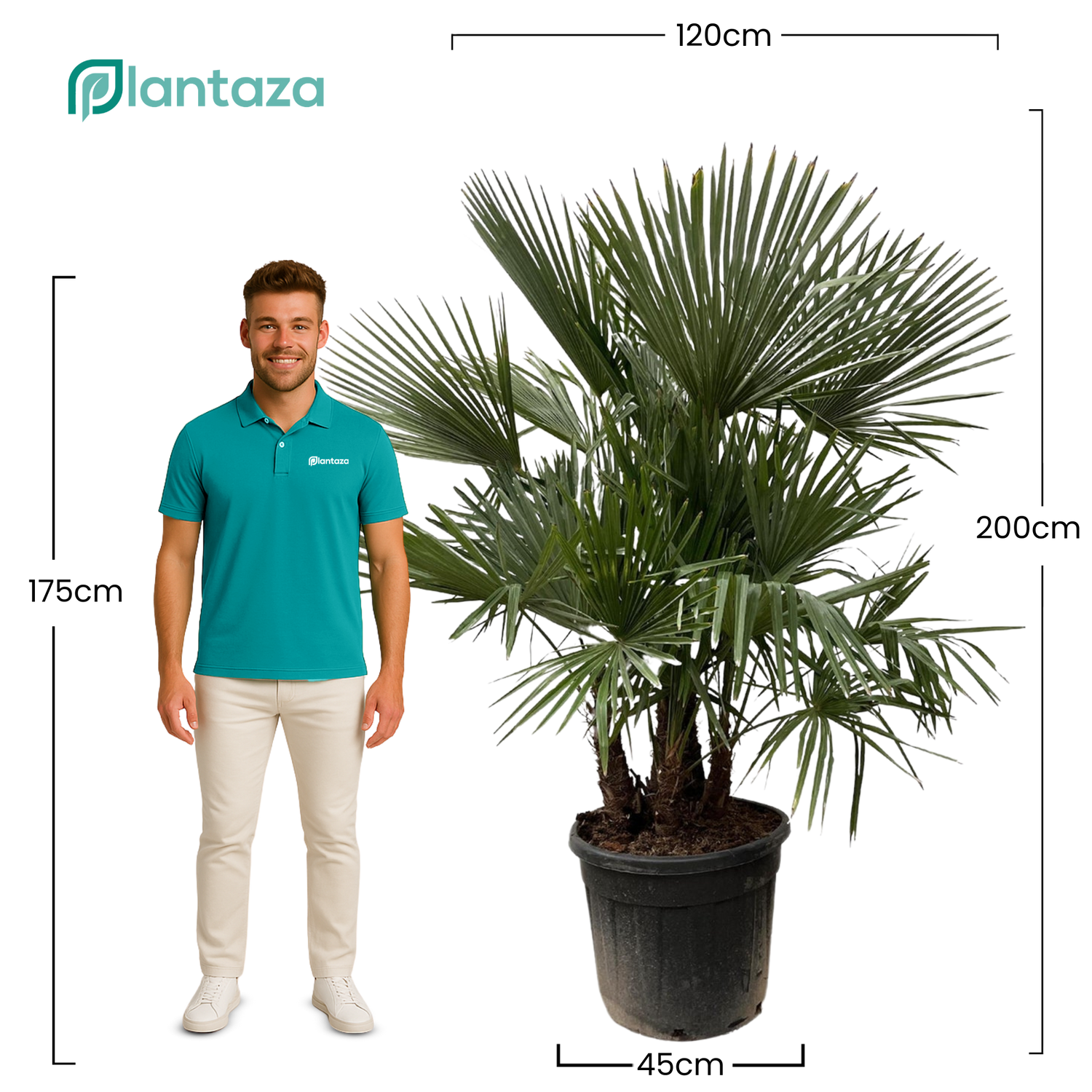 Trachycarpus Fortunei Multistam ↕ 200 cm hoog  ⟷ 45 cm pot