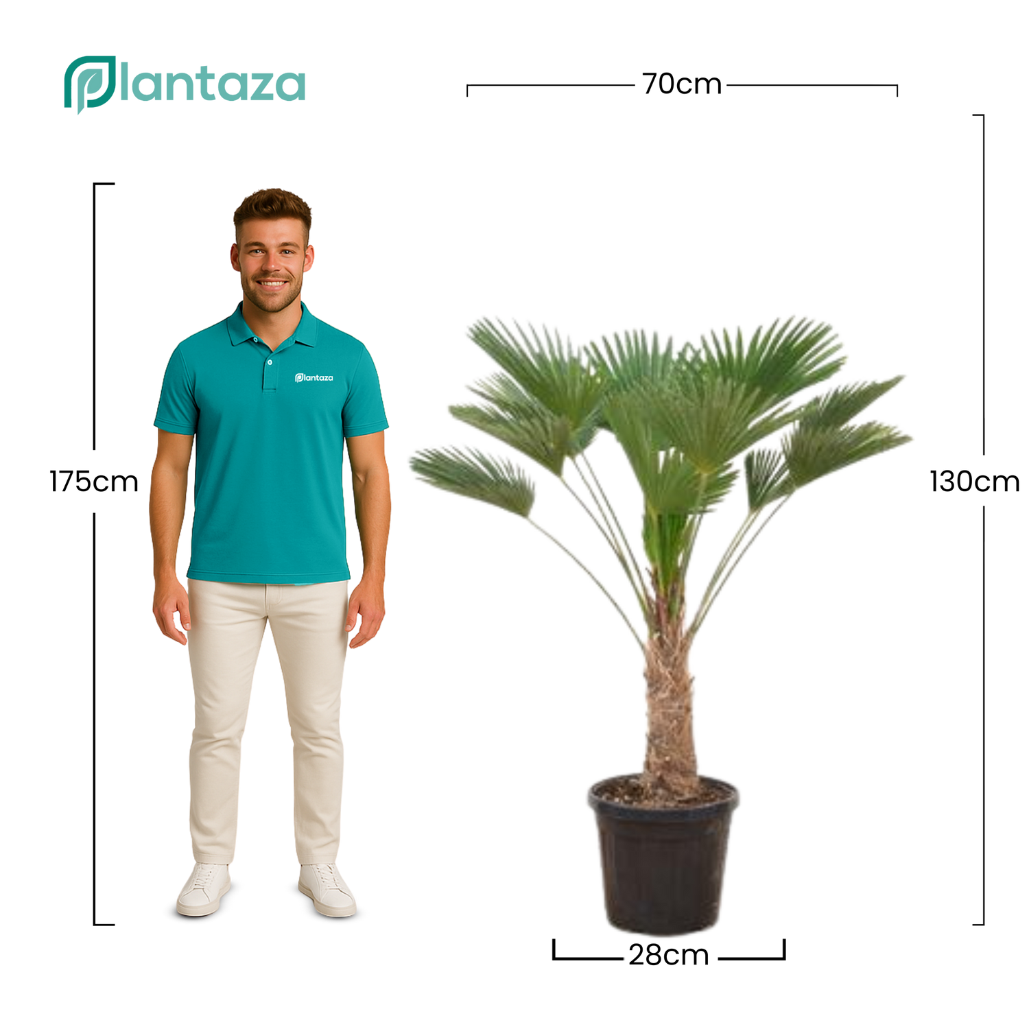 Trachycarpus Wagnerianus ↕ 130 cm hoog  ⟷ 28 cm pot