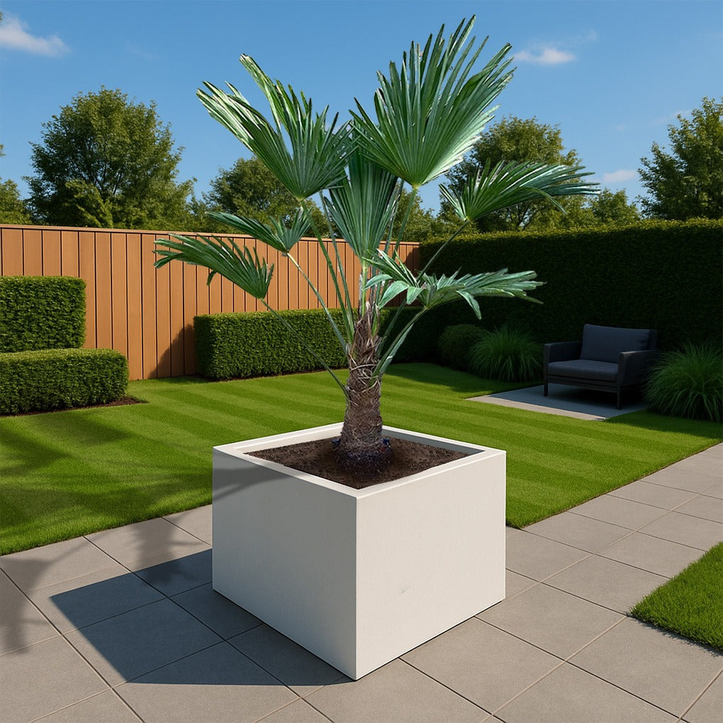 Trachycarpus Wagnerianus ↕ 130 cm hoog  ⟷ 28 cm pot