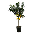 Verse citroenen groeien aan de Citrus Lemon citroenboom in een zonnige tuin