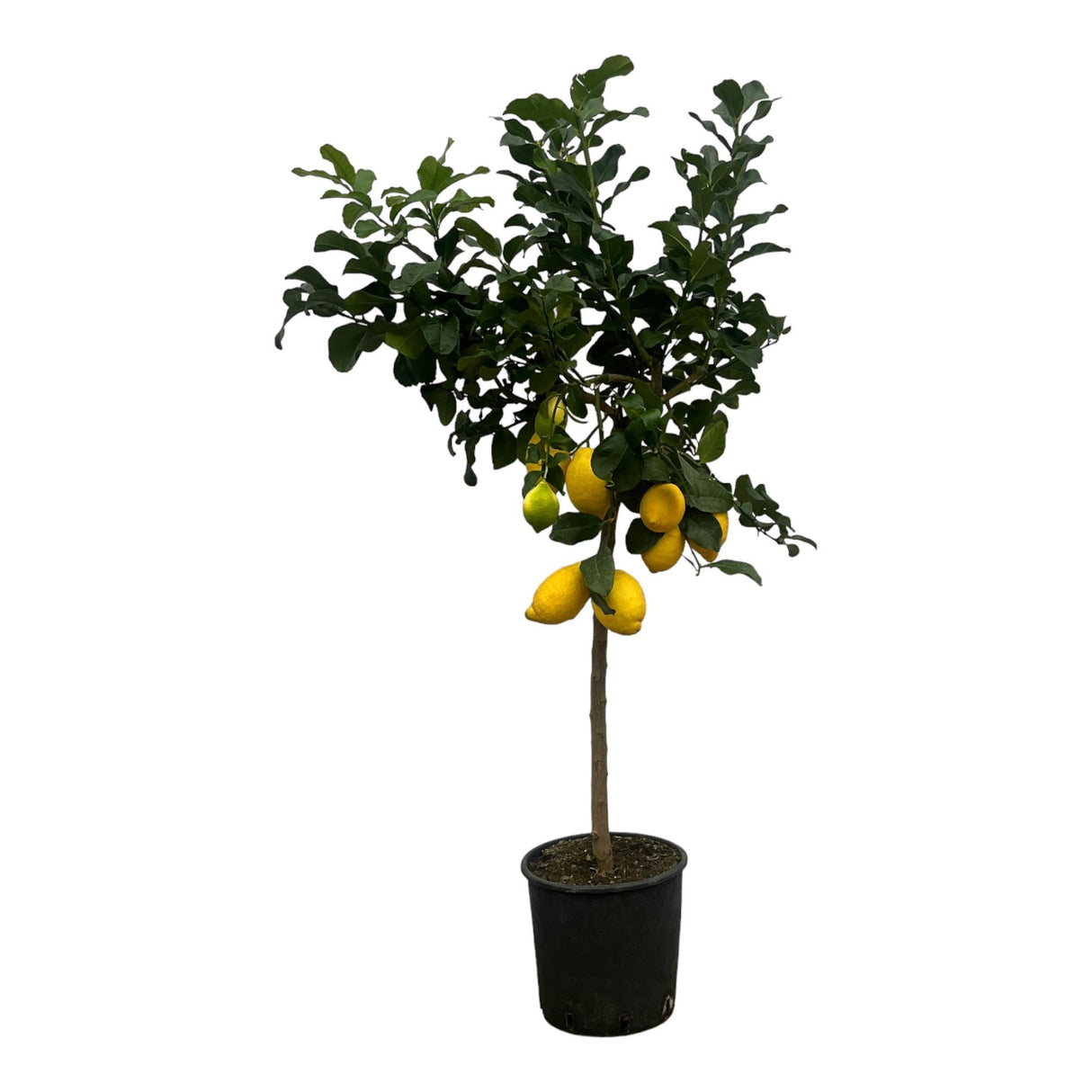 Verse citroenen groeien aan de Citrus Lemon citroenboom in een zonnige tuin