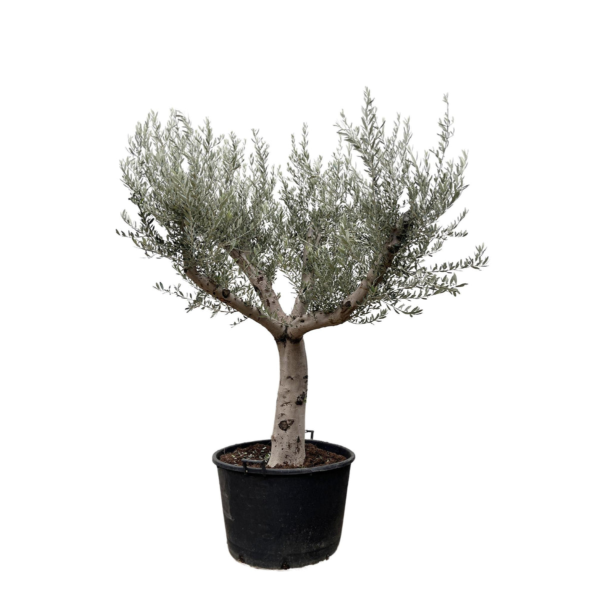 Verse olijven groeien aan de Olea Europaea Cultivo olijfboom in een zonnige tuin