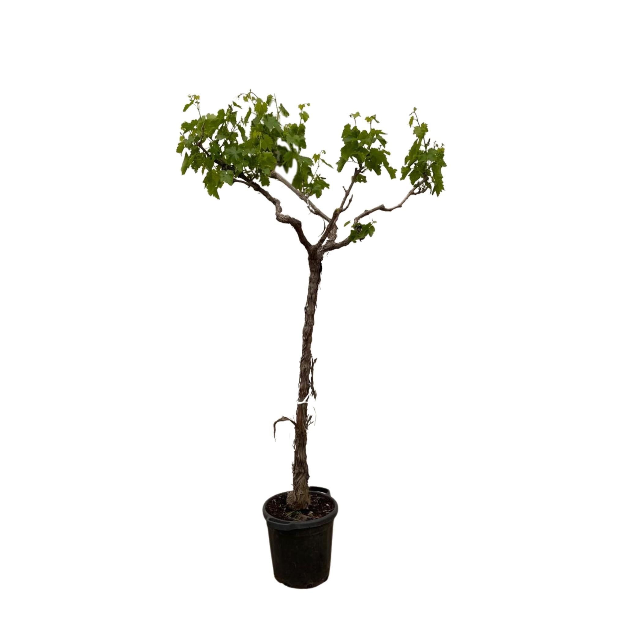Vitis vinifera druivenboom van 190 cm hoog met frisgroene bladeren en sierlijke stam.