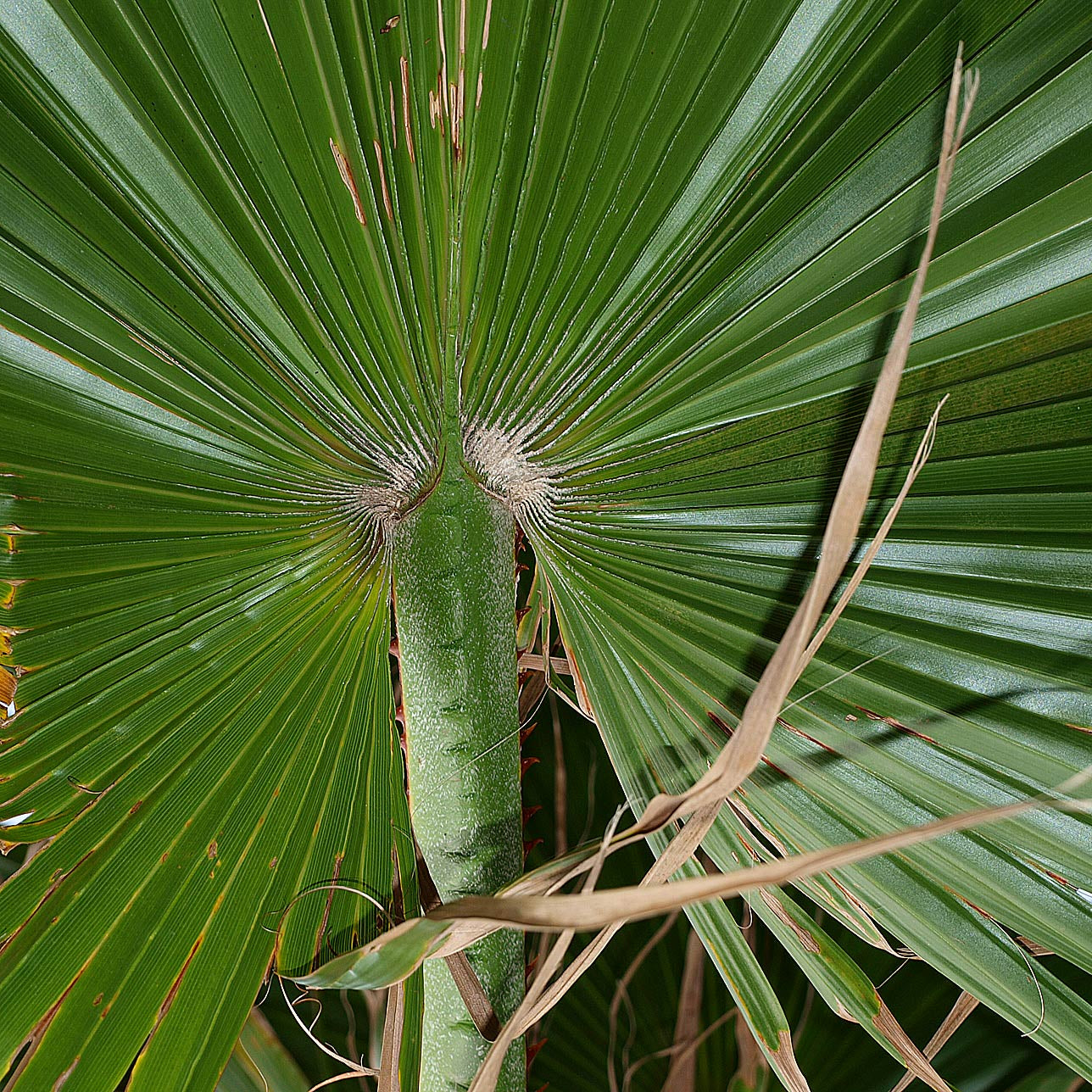 Washingtonia Robusta ↕ 100 cm hoog  ⟷ 21 cm pot