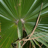 Washingtonia Robusta ↕ 100 cm hoog  ⟷ 21 cm pot