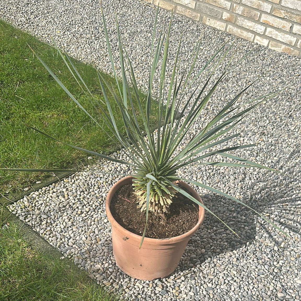Yucca Rostrata ↕ 70 cm hoog  ⟷ 30 cm pot